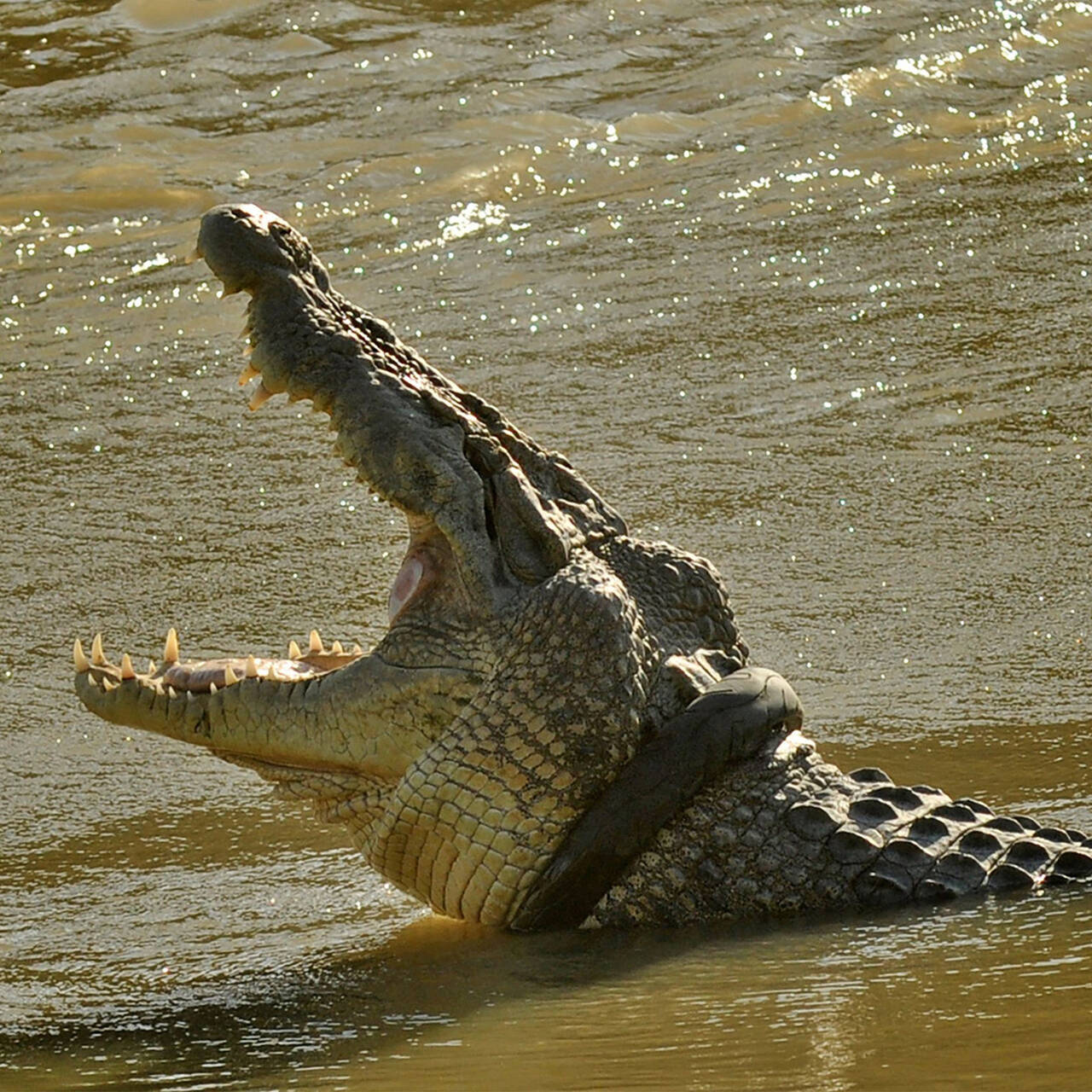 Нильский крокодил Густав арт