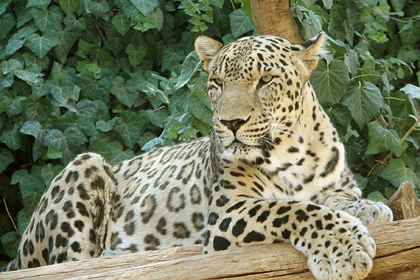 На Кавказе в дикую природу выпустят трех леопардов