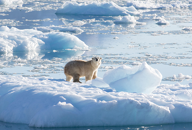 Полярный медведь на леднике на юго-востоке Гренландии