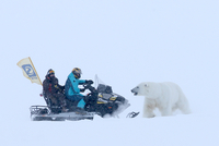 «Ледокол шел прямо на белого медведя» Арктика манит все больше туристов. Как безопасно насладиться красотами Севера?