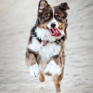 &laquo;МегаФон&raquo; добавит питомцев в семейную группу