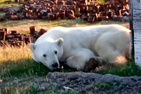 Банка сгущенки застряла в пасти медведя и едва не убила его. Как дикие животные в России страдают от мусора?