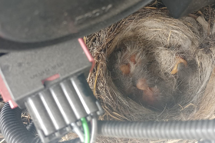 В новом автомобиле заповедника «Хакасский» нашли гнездо с яйцами