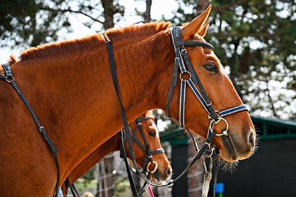 Валдайский национальный парк впервые откроется для конного туризма