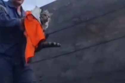 Пытавшегося уехать в пустом вагоне кота спасли в российском регионе