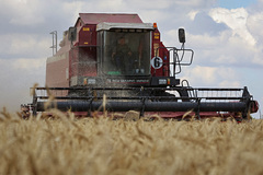 Египет аннулировал контракт на поставку украинской пшеницы
