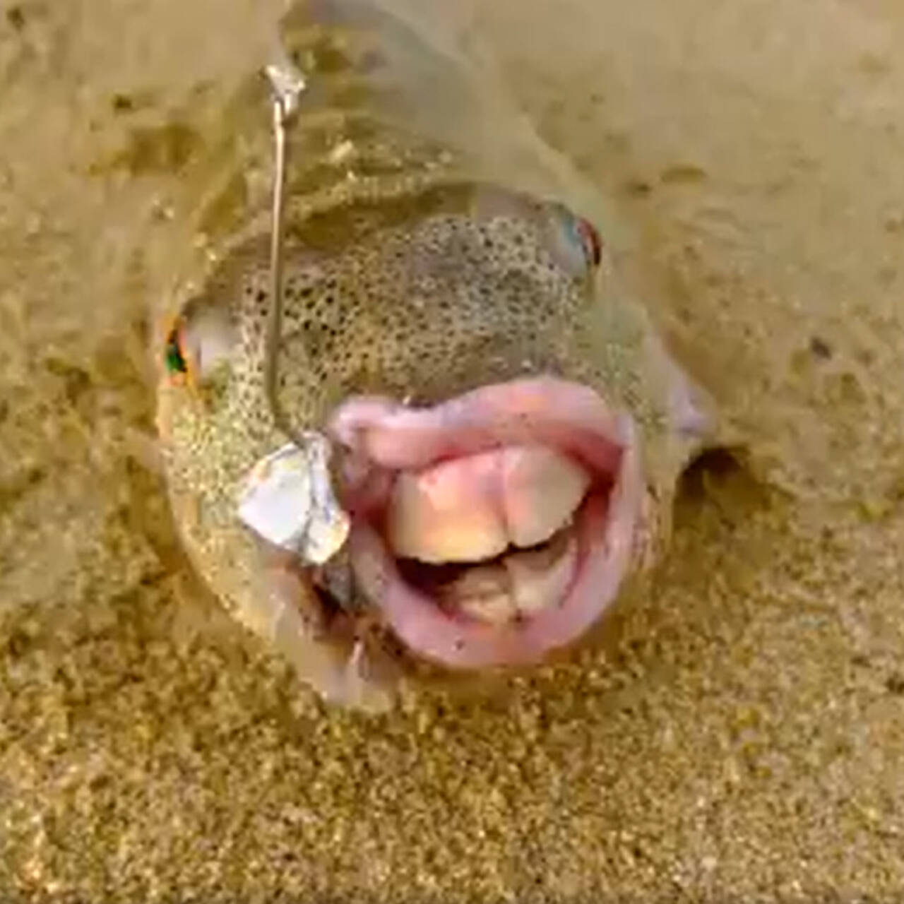 Рыба с человеческими зубами кусает мужчин ниже пояса