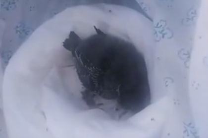 Птиц замуровали заживо во время капремонта дома в Крыму