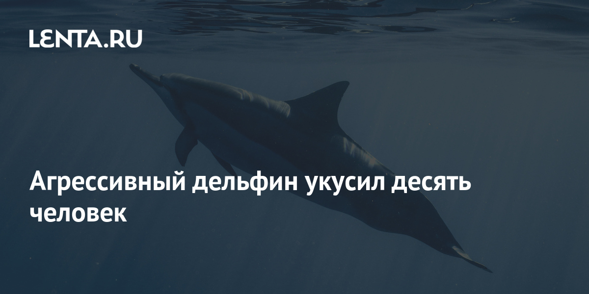 Нападение дельфинов. Нападение дельфинов на людей. Агрессивный Дельфин. Случаи нападения дельфинов на людей.