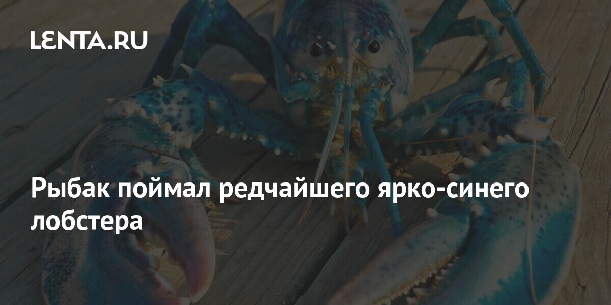 Рыбак поймал редчайшего ярко-синего лобстера: Аномалии: Из жизни: Lenta.ru