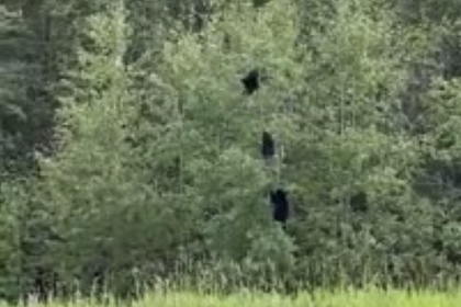 Россияне сняли на видео закончившиеся падением игры трех медвежат на дереве