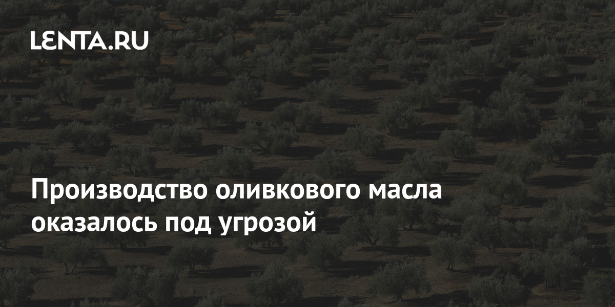 Производство оливкового масла оказалось под угрозой: Рынки: Экономика ...