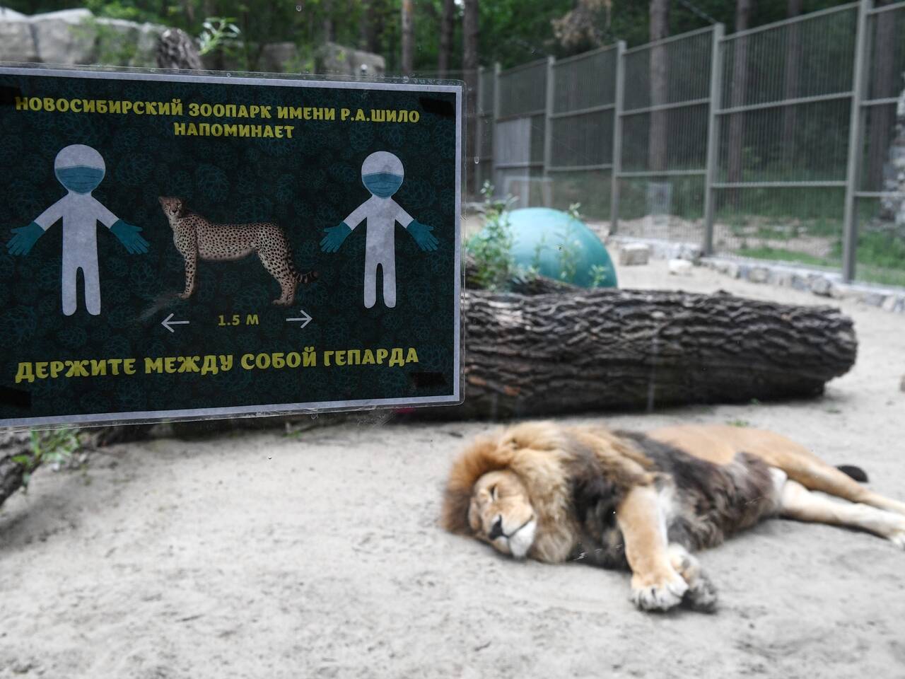Зарплата директора Новосибирского зоопарка Андрея Шило составила 149 тысяч рублей
