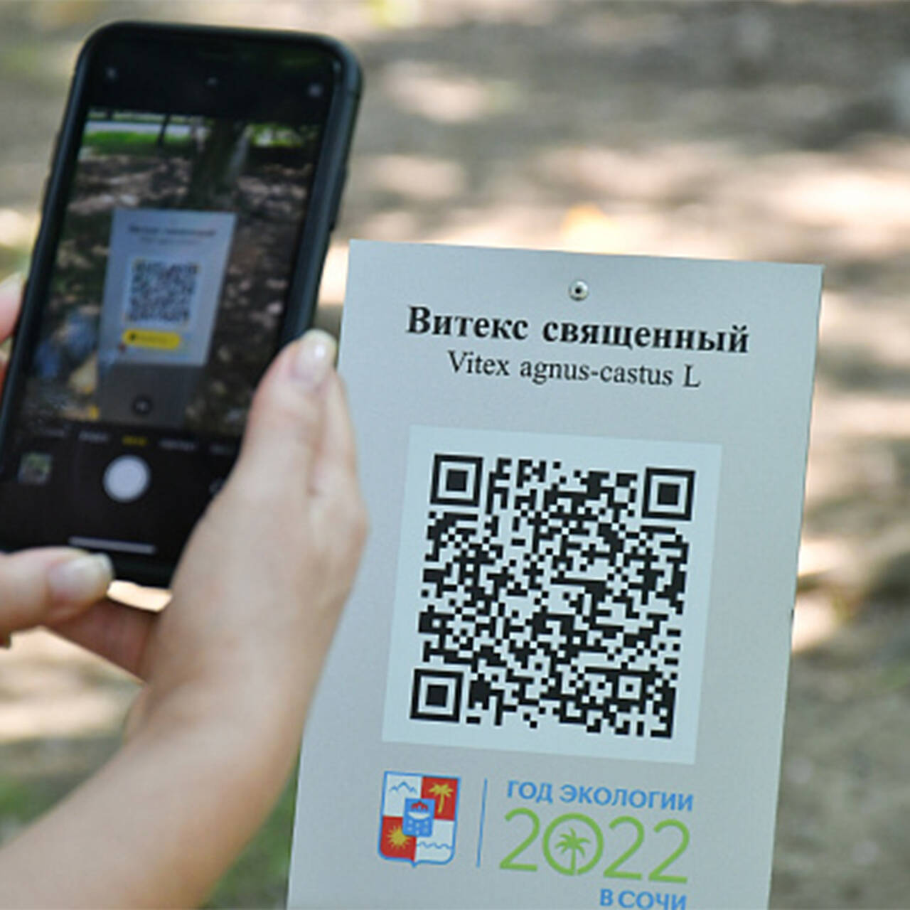 Старейшим деревьям Сочи начали присваивать QR-коды: Природа: Моя страна:  Lenta.ru