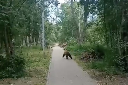 Гулявшего по российскому парку дикого медвежонка сняли на видео