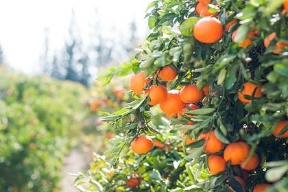 Тонны апельсинов оставили гнить из-за торговых споров с Европой