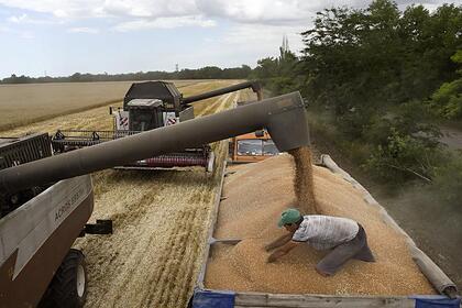 Оценены риски сокращения экспорта российского зерна для Африки и Азии