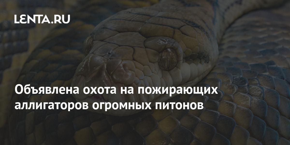 В объятиях удава