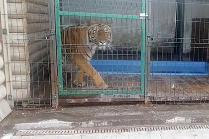 Спасенный на Южном Урале амурский тигр переедет на Дальний Восток