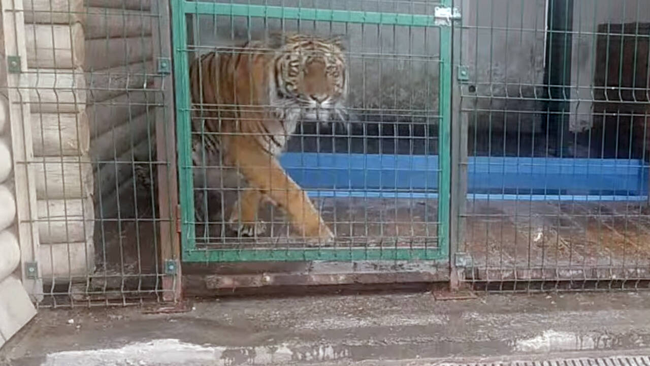 Спасенный на Южном Урале амурский тигр переедет на Дальний Восток: Природа:  Моя страна: Lenta.ru