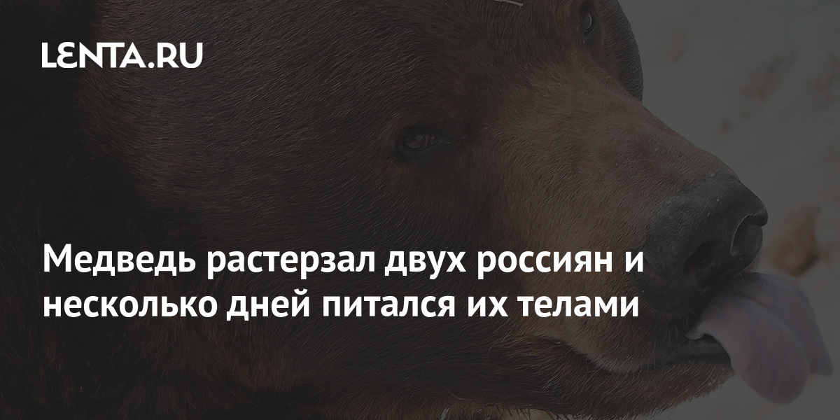 Медведь Загрыз Мужчину Фото