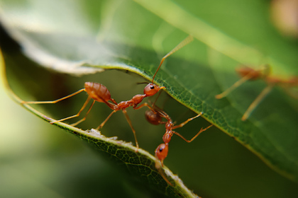 Ученые обучили муравьев с помощью робота