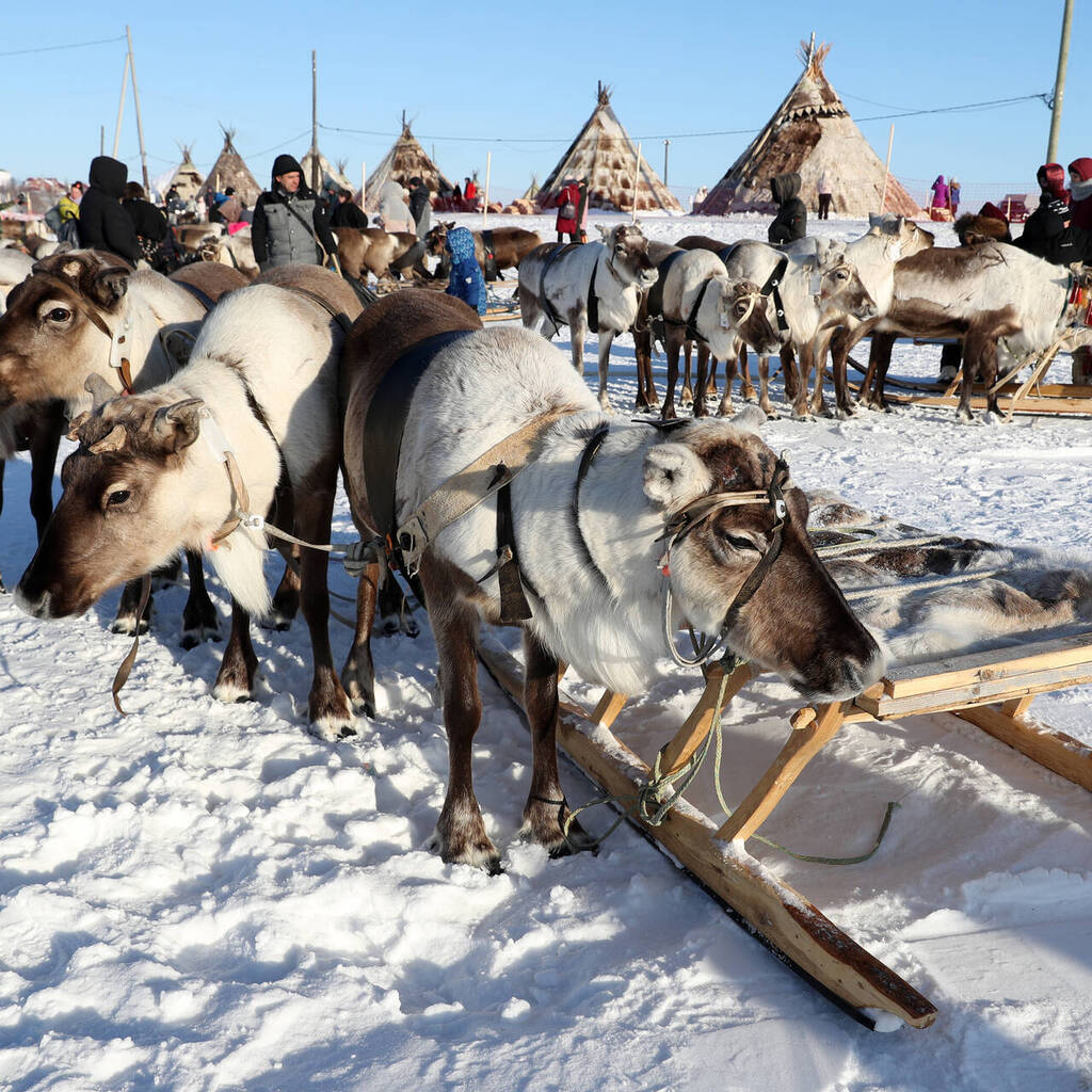 день оленевода в аксарке