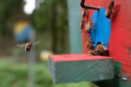 В российском регионе произошла массовая гибель пчел