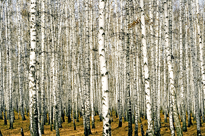 Властей российских регионов уличили в недостаточной защите лесов