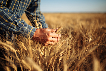 России предсказали рекордный урожай зерновых в 2022 году