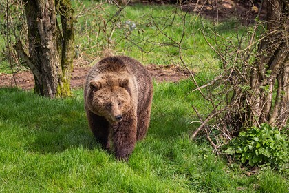 Россиян пригласили на «свидания» с медведем
