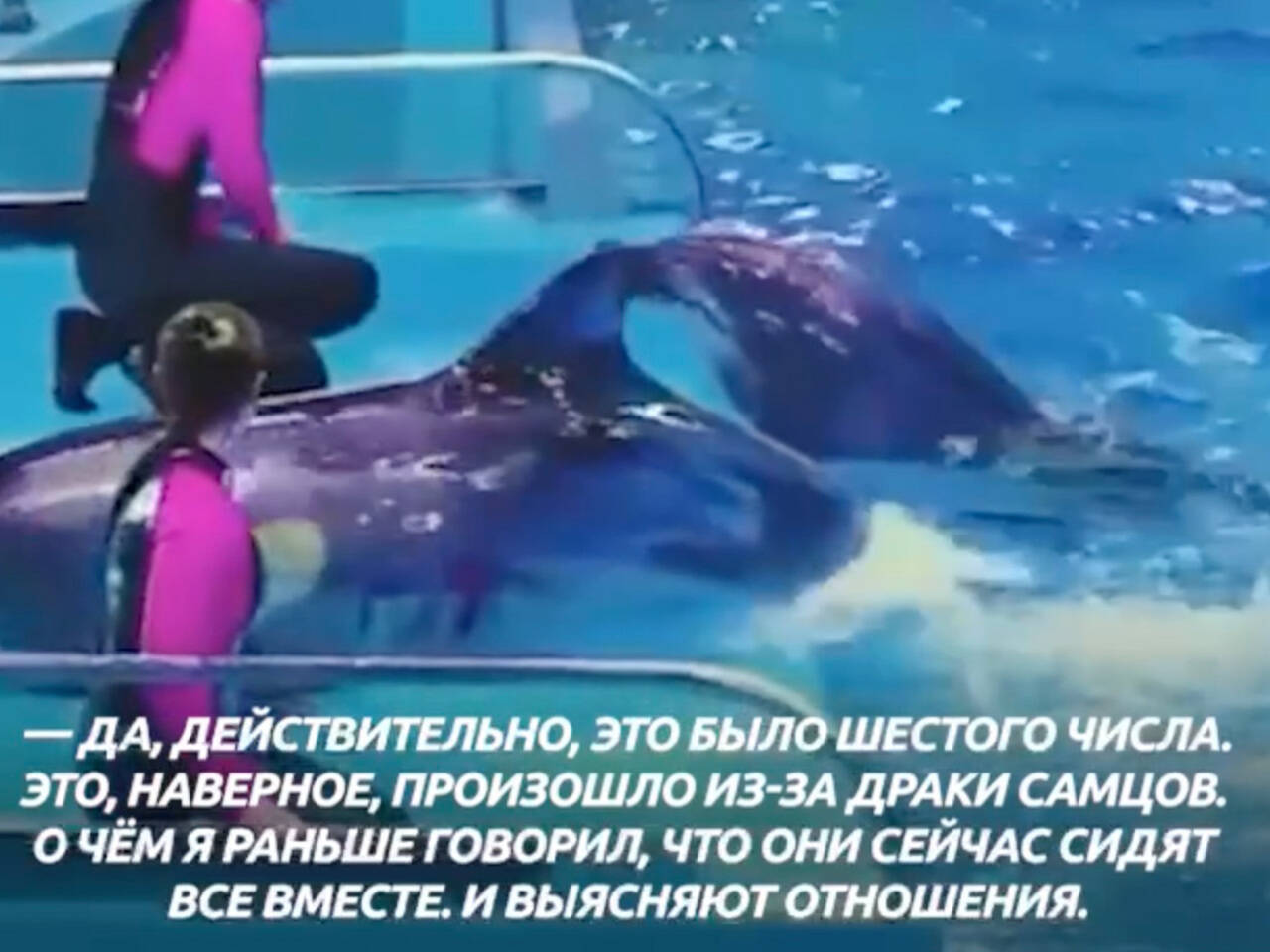 Дельфин Рыба Члены Ес Девушка Беременна Эротика