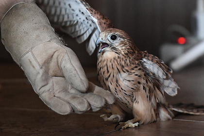 В российском регионе спасли выставленных на продажу краснокнижных птиц