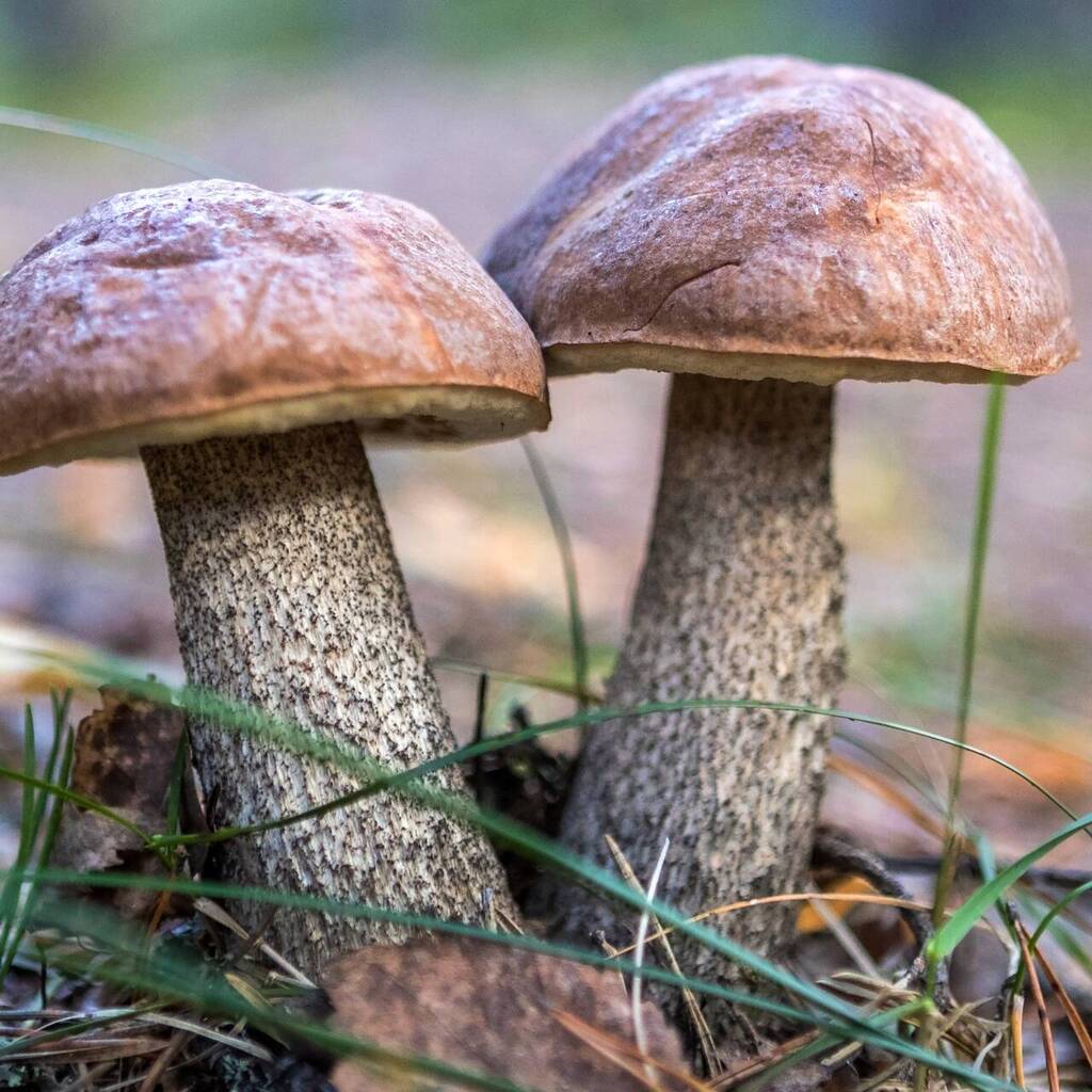 Седобородые грибы