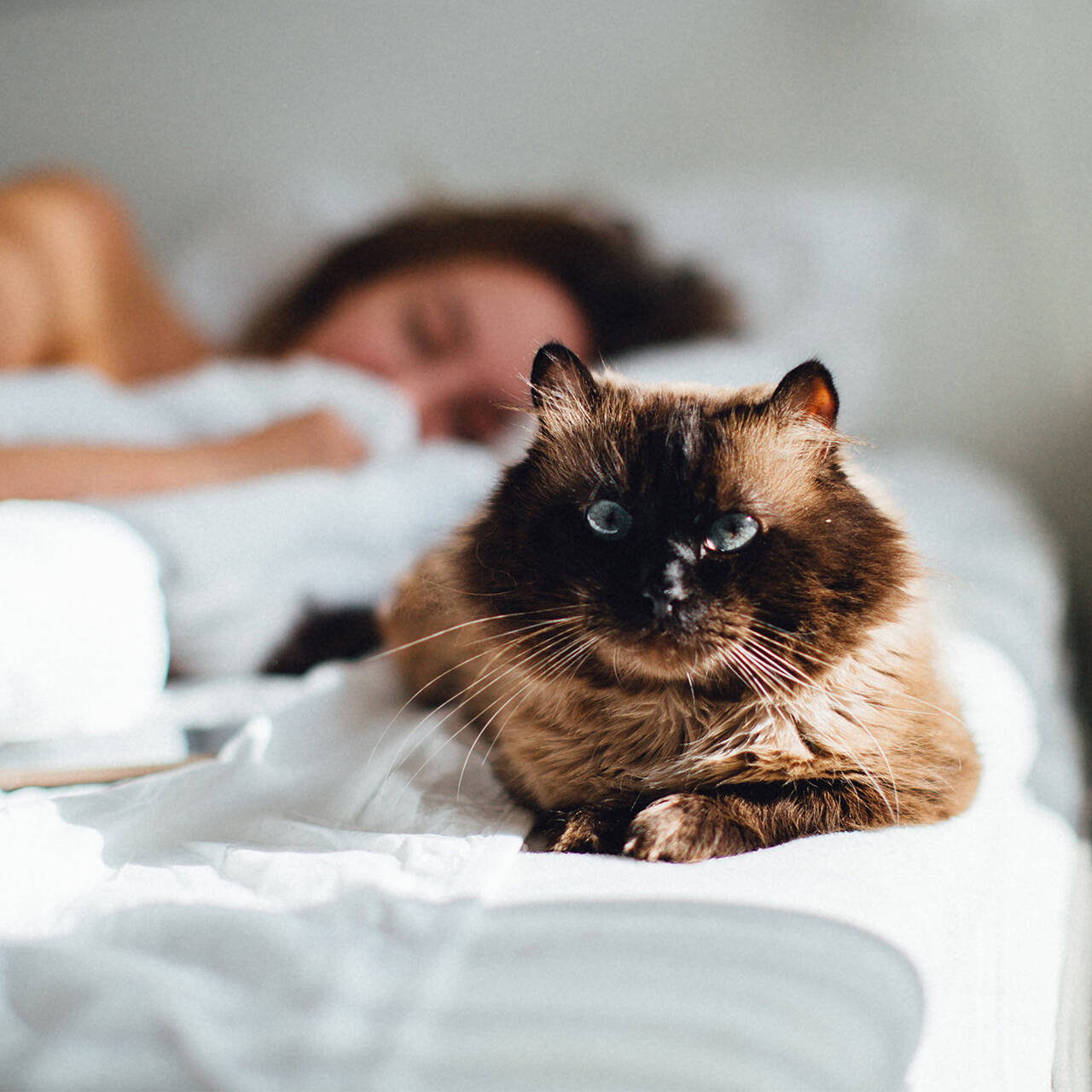 Cat on Bed