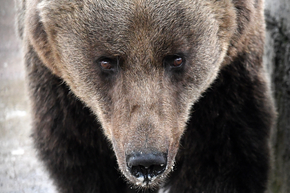 Медведи затерроризировали село в Дагестане