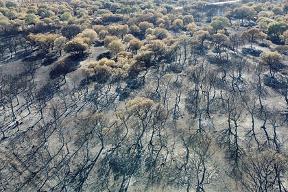 Пожары в Европе уничтожили рекордное количество леса