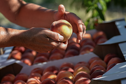 Сочинские фермеры собрали рекордный урожай персиков