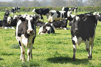 30 коров насмерть затоптали вегетарианку