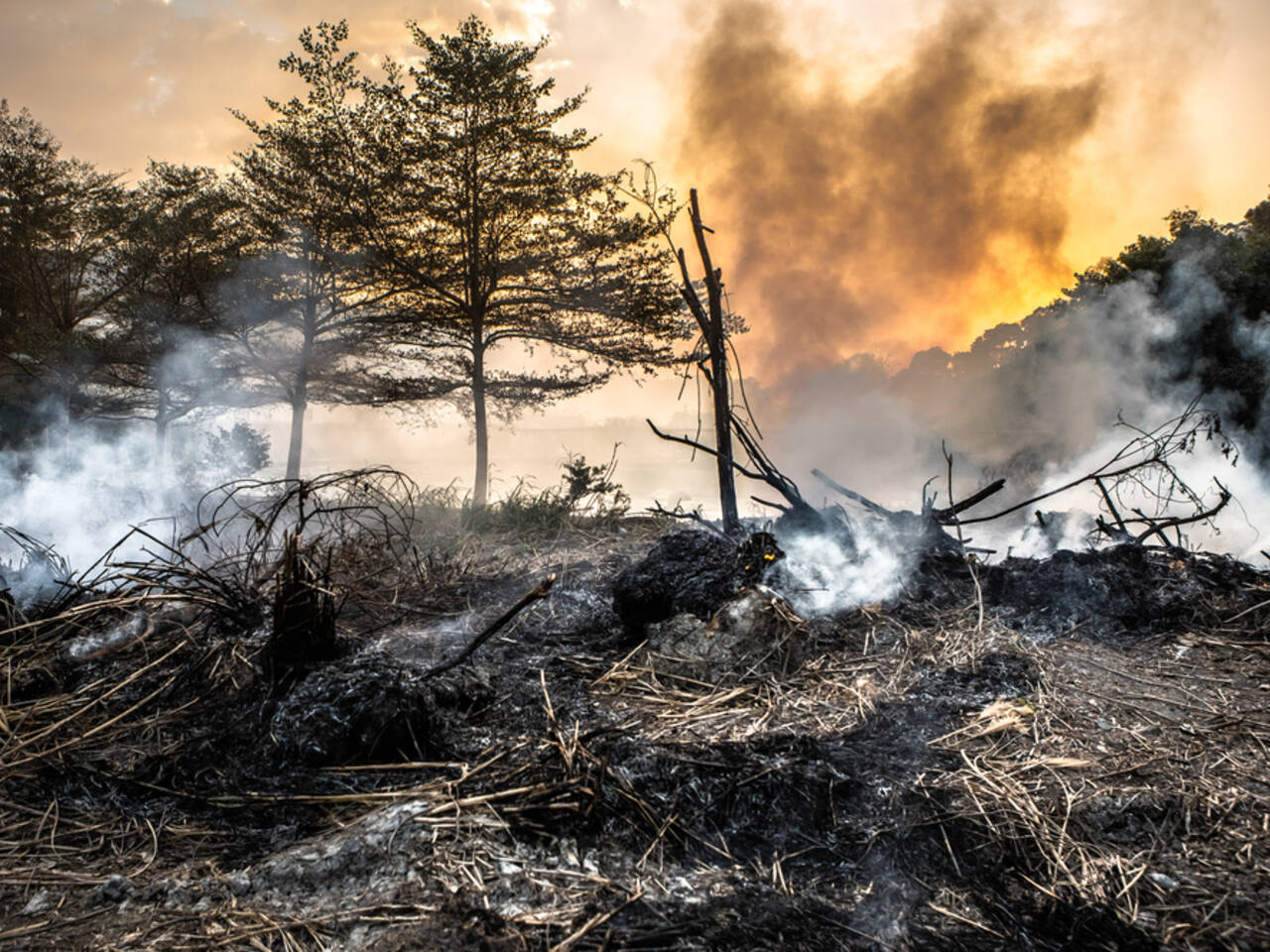 Последствия пожара в лесу