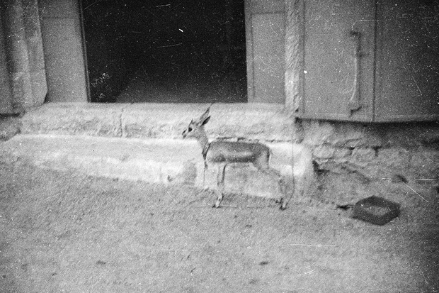 Дикдик (самая маленькая антилопа в мире) на привязи. Фото: Частная коллекция Артура Бондаря