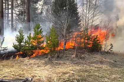 В Ростовской области назвали поджоги вероятной причиной лесных пожаров