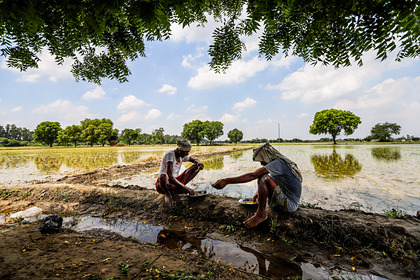 Индия задумала поставить мир перед угрозой нехватки риса