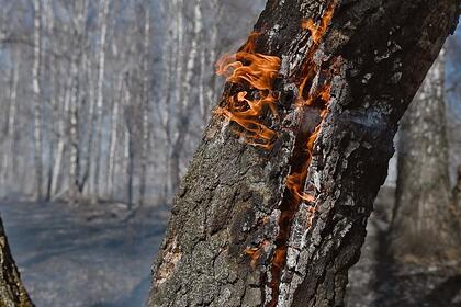 Правительство отчиталось о локализации пожаров в Рязанской области