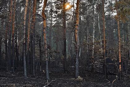 Сообщение о возгорании торфяников в Рязанской области оказалось недостоверным