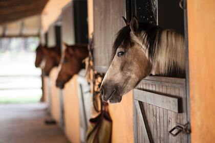 Сообщение о гибели лошадей из-за вакцины в Хакасии оказалось недостоверным