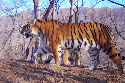 В Приморье впервые в мире засняли сразу пятерых амурских тигрят
