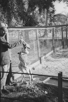 Смотритель зоопарка кормит кенгуру. Фото: Частная коллекция Артура Бондаря