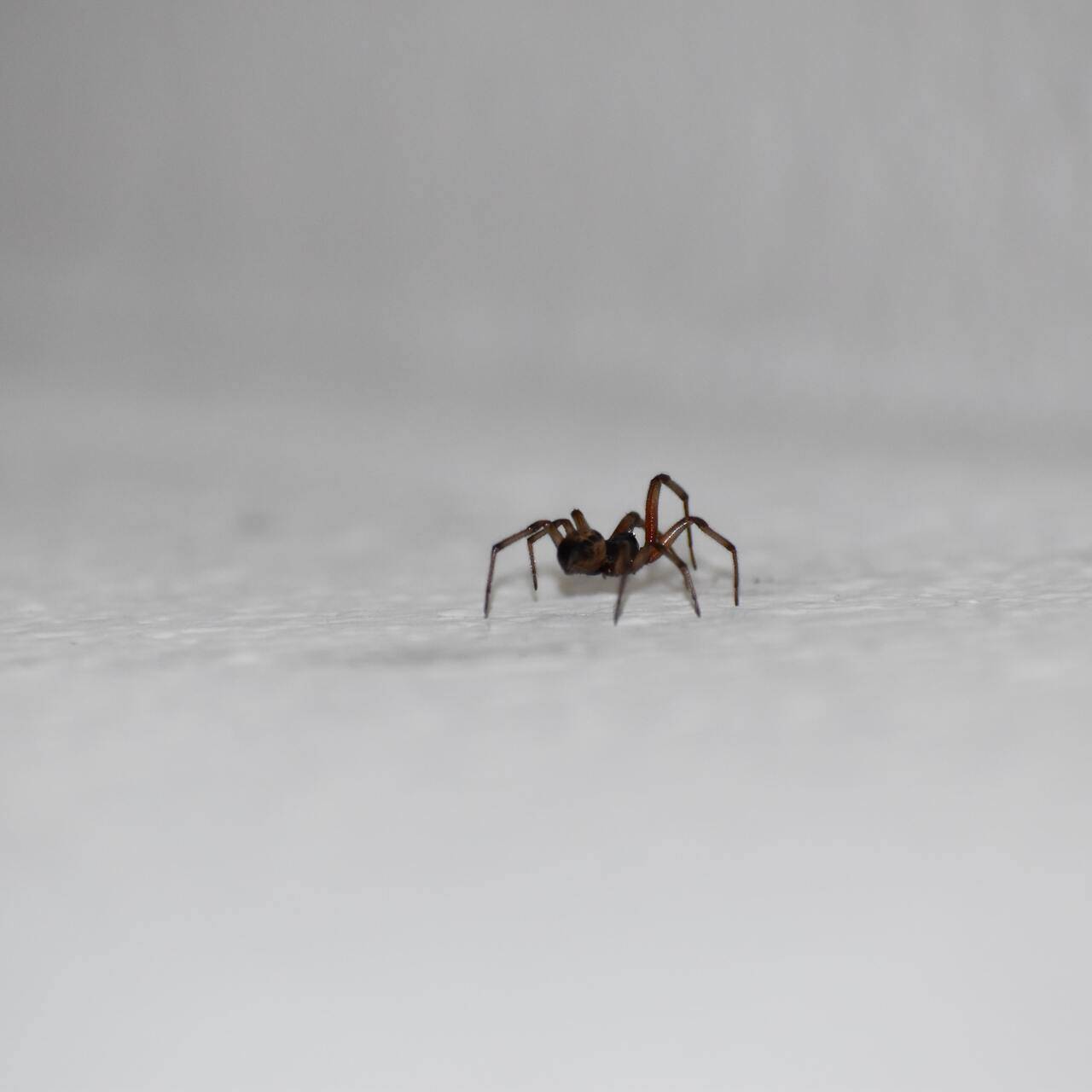 Ядовитые пауки в Чувашии