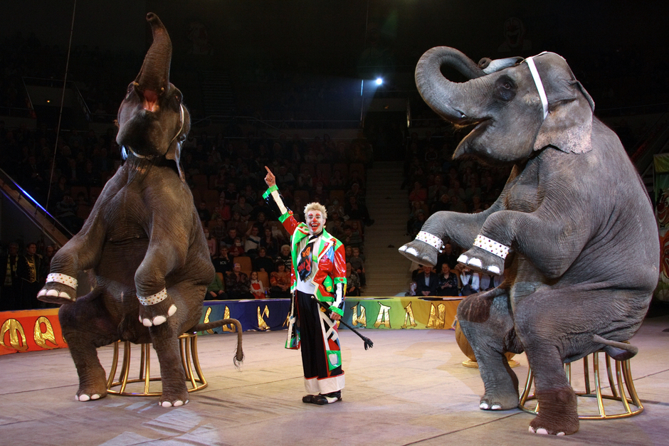 Андрей Дементьев-Корнилов в Екатеринбургском цирке на Втором Всемирном фестивале клоунов, 2009 год